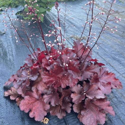 Heuchera 'Melting Fire' - Helmikpööris 'Melting Fire' P11/0,75L